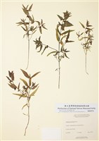 藏品(細葉山蘿花)的圖片